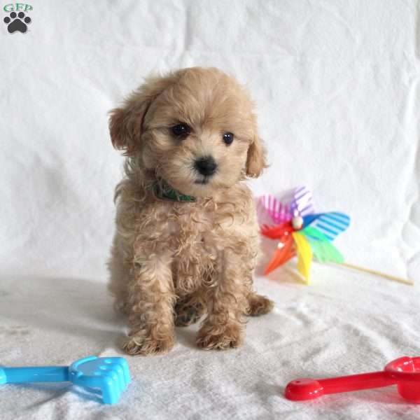 Alan, Maltipoo Puppy